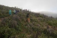 Achtung! Freilaufende Kühe!