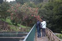 Ribeiro Frio, Kamelienbaum