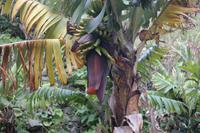 Bananenstaude mit männlicher + weiblichen Blüten=Bananen
