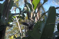 schwarze Strelizie (Baumhoch)