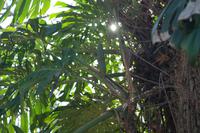 essbare Frucht der Monstera (Achtung: nur eine Art hat essbare Früchte)