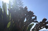 3.Tag Botanischer Garten Funchal