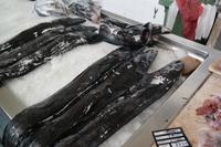 schwarzer Degenfisch