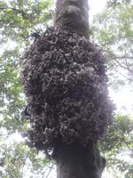 Baumpilz entlang der Levada Furado