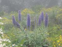 Der Stolz Madeiras -  Der Madeira-Natternkopf