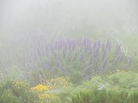 Madeira Natternkopf im Nebel des Pico Ruivo
