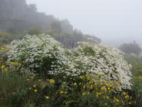 Madeira trägt den Namen Blumeninsel nicht zu unrecht
