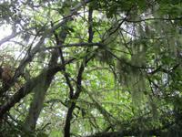 Typisches Landschaftsbild an der Levada FUrado - Flechten - Eine Symbiose aus Pilzen und Algen