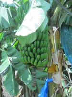 Bananenstauden entlang des Weges