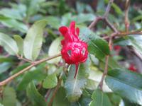 'Mickey-Mouse'-Pflanze im botanischen Garten