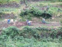 Die schmalen Terassen, die von den Levadas bewässert werden, werden mit der Hand bestellt - in diesem Fall Kartoffeln