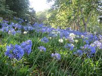 Agapanthus