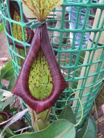 Fleischfressende Orchidee