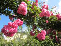 Im Quinta do Palheiro