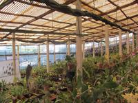 Interessante Einblicke in die Orchideenzucht