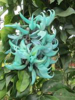 Orchideenzucht im Quinta Boa Vista