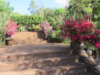 Quinta do Palheiro (4)