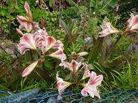 Madeira, Levada Marocos, Amaryllis