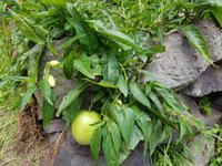 Madeira, Levada Marocos, Birnenmelone