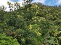 Madeira, Levada Marocos, Silber Akazie