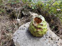Madeira, Levada Marocos, Cheremoja 