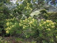 Madeira, Levada Marocos, Silber Akazie