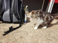 Madeira, Levada Marocos