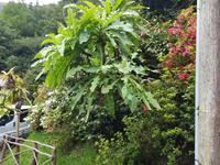 Madeira, Gänsedistel