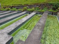 Madeira, Ribeira Frio, Forellenzucht