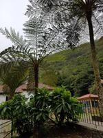 Madeira, Ribeira Frio, Baumfarn