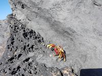 Madeira, Canico de Baixo, Hotel Rocamar, Krebs