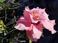 Madeira, Hibiscus