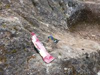 Madeira Goldhähnchen