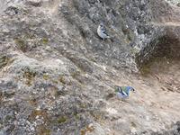 Madeira, Madeiragoldhähnchen