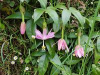 Madeira, Blüten der Bananenmaracuja