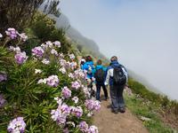 Madeira, Weg zum Pico Ruivo, Schüttrich