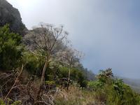 Madeira, Weg zum Pico Ruivo, schwarze Petersilie