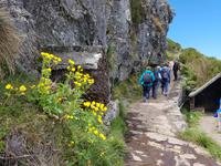 Madeira, Weg zum Pico Ruivo, Madeira Hahnenfuss