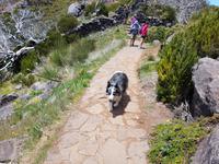 Madeira, Weg zum Pico Ruivo