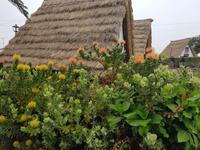 Madeira, Santana, Nadelkissenproteen