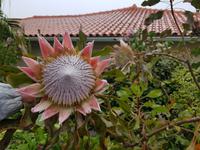 Madeira, Santana, Königsprotea