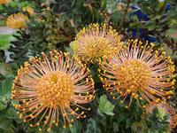 Madeira, Santana, Nadelkissenproteen