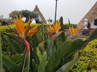 Madeira, Santana, Strelizien