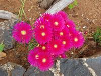 Madeira, Santana, afrikanische Mittagsblume