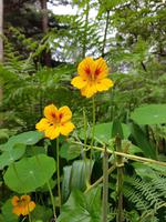 Madeira, Levada da Serra do Faial, Kapuzinerkresse