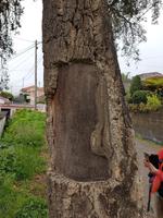 Madeira, Levada da Serra do Faial, Korkeiche