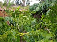 Madeira, Canico, Quinta Splendida, Philodendron