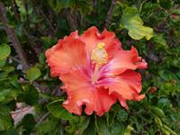 Madeira, Canico, Quinta Splendida, Hibiskus