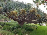 Madeira, Canico, Quinta Splendida, Drachenbaum