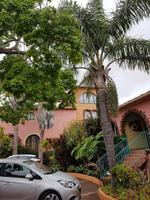 Madeira, Canico, Quinta Splendida, Königspalme vorn